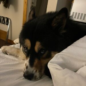 Meet your Posher, Lacey